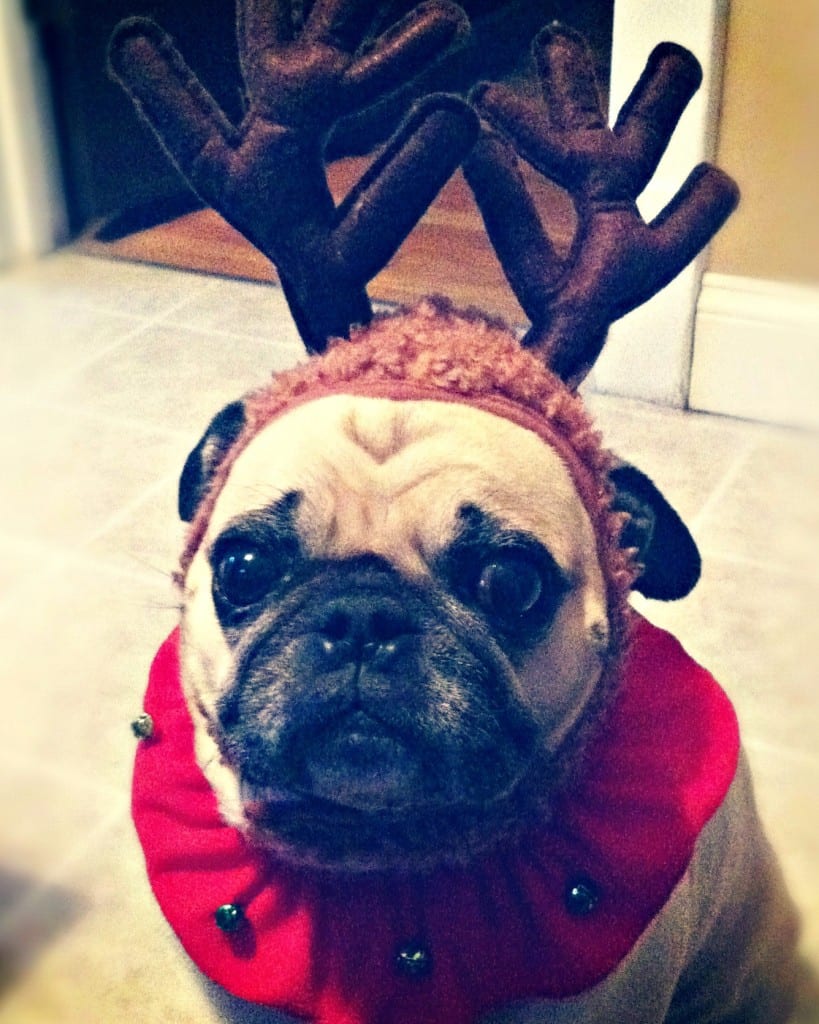 weezer dog christmas